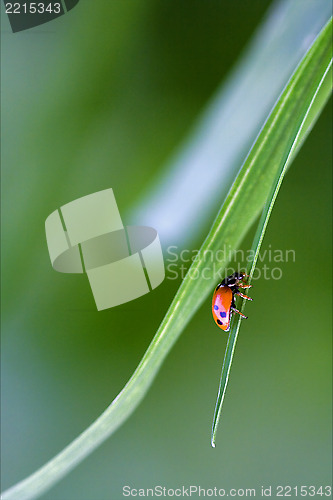 Image of wild red ladybug coccinellidae anatis ocellata