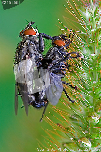 Image of mydaea corni musca domestica