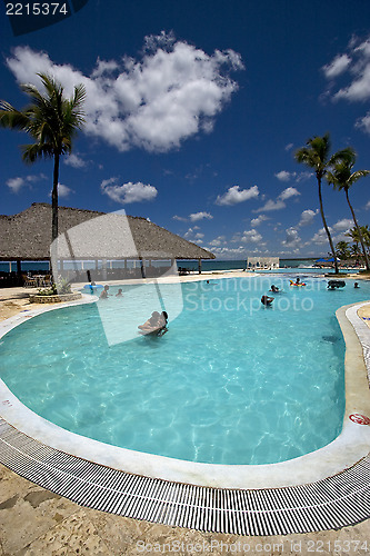 Image of pool tree palm    marble