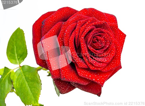 Image of Red rose 