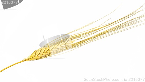 Image of Dried Ear of Cereal crop