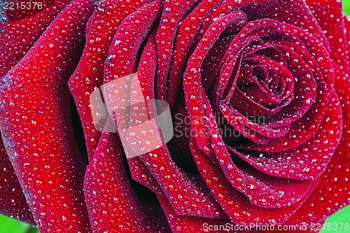 Image of Red rose 