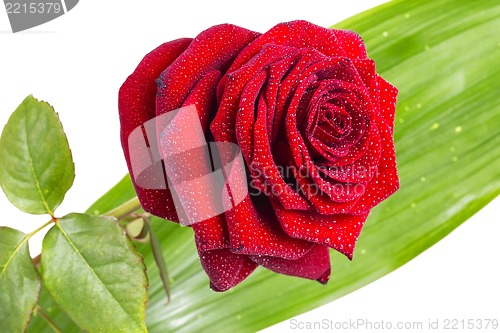 Image of Red rose 