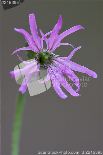 Image of macro  flos cuculi   brown  background 