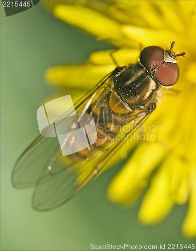 Image of diptera syrphidae volucella zonaria