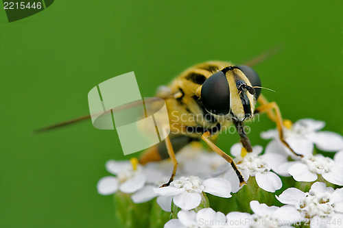 Image of front   wild fly diptera syrphidae