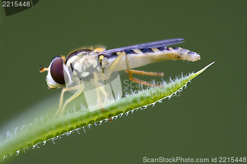 Image of  syrphus ribesii  eristalis on   green leaf