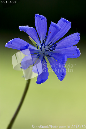 Image of blue  cichorium intybus