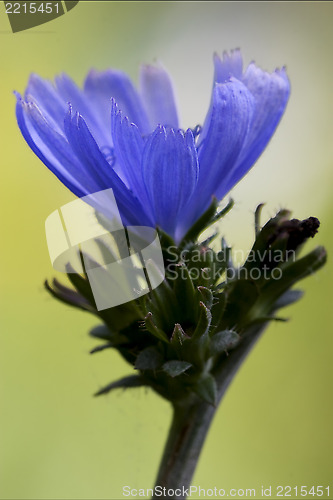 Image of close    blue composite  cichorium intybus