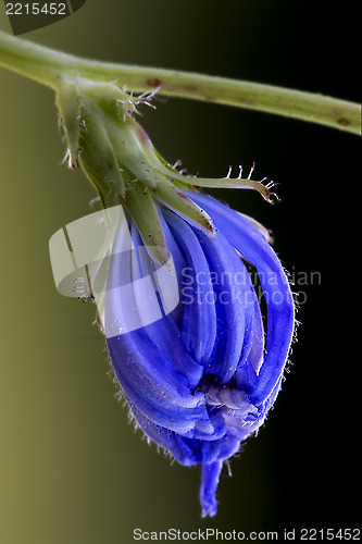 Image of flower blue composite  pumilium 
