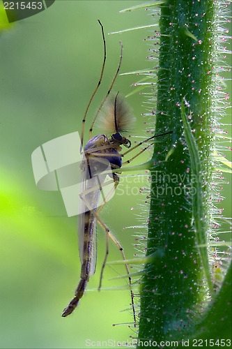 Image of  mosquito 