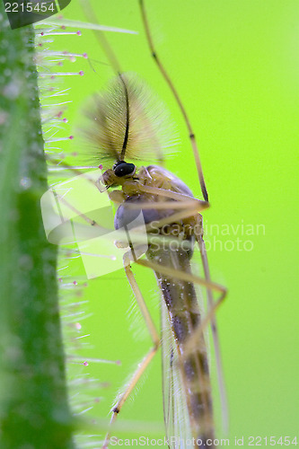 Image of side of wild fly  chironomidae chironomus riparius