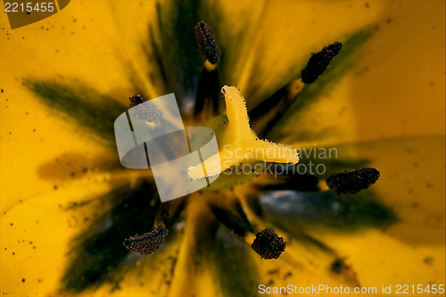 Image of close up of a papaveracee papaver rhoeas