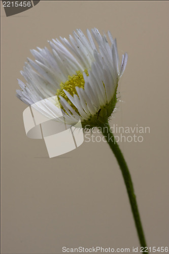 Image of daisy composite chamomilla