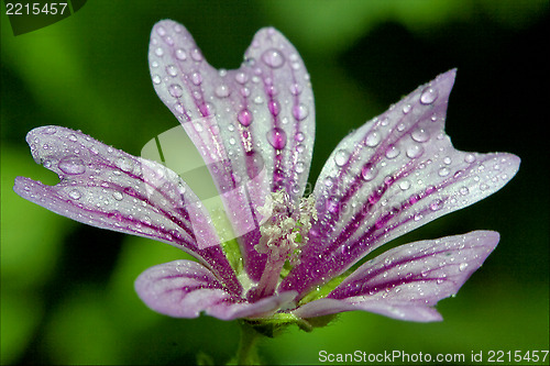 Image of  malva alcea moschata sylvestris lavatea arborea