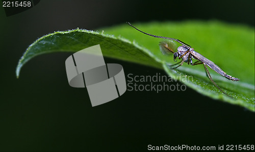 Image of  mosquito  on a green leaf