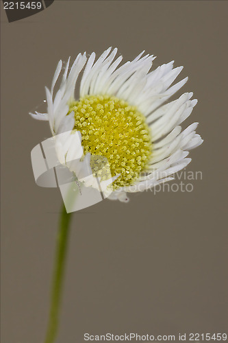 Image of white daisy composite chamomilla