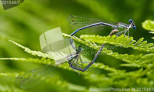 Image of sex   wild  yellow blue dragonfly