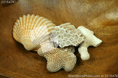 Image of Corals and shell