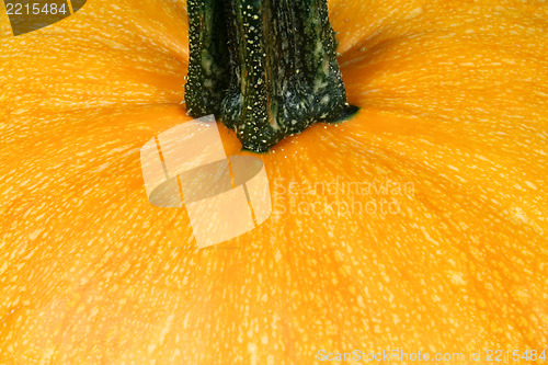 Image of Pumpkin close up