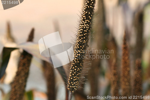 Image of Pearl millet