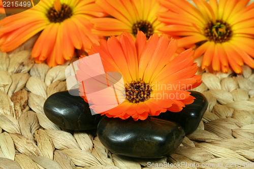 Image of Orange marigold and pebbles