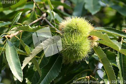 Image of Chestnut tree
