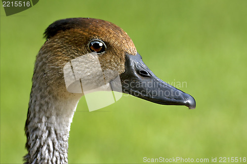 Image of  duck whit black eye