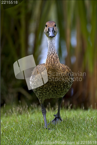 Image of front of duck whit black eye   bush