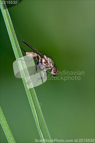 Image of  helina obscurata mydaea 