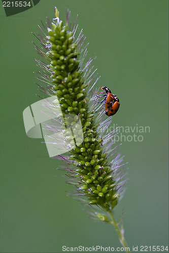 Image of  ocellata coleoptera on a flower having sex