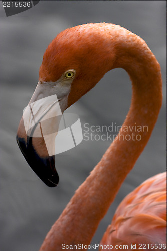 Image of yellow eye  republica dominicana