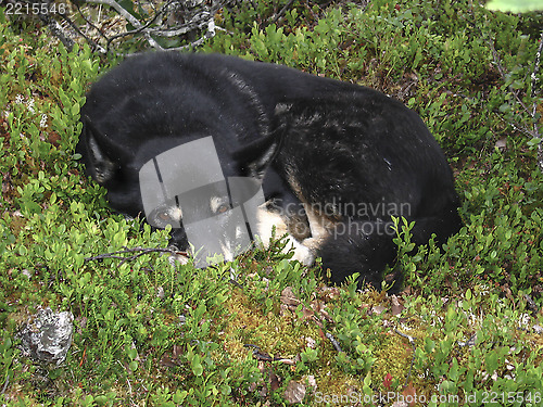 Image of Black Dog