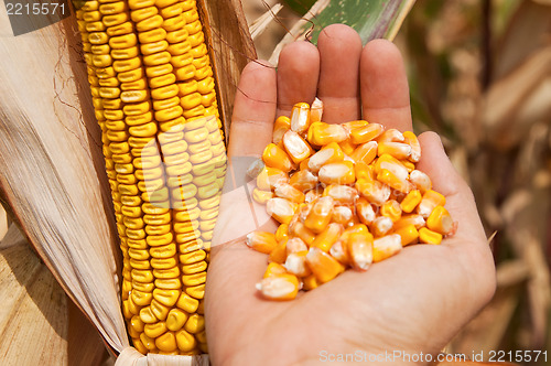 Image of maize in hand over field