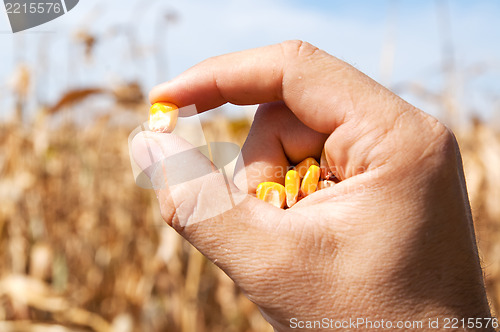 Image of maize in hand over field