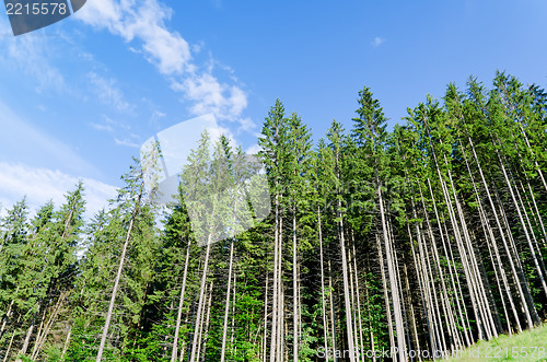 Image of pine forest under cloudy blue sky in mountain