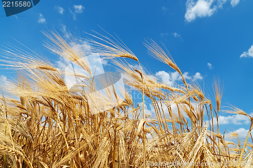 Image of gold ears of wheat under deep blue sky