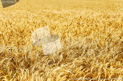 Image of Ear of the wheat on field