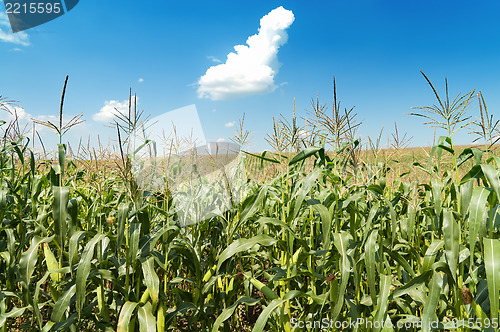 Image of field with maize under blue sky and clouds