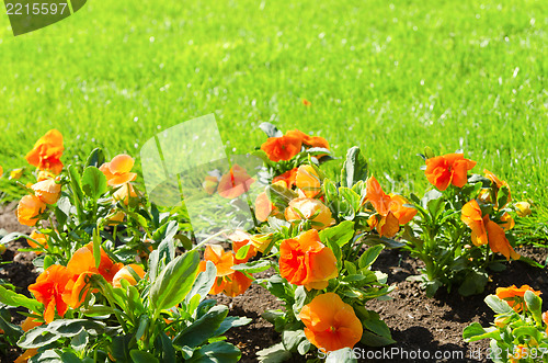 Image of flower with green grass