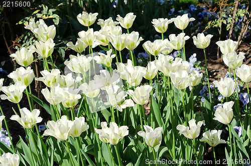 Image of white tulips in park