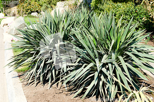 Image of cactus in park