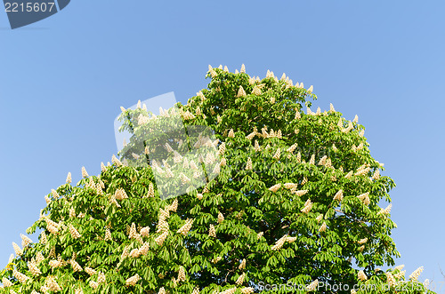 Image of blossom of horse-chestnut tree