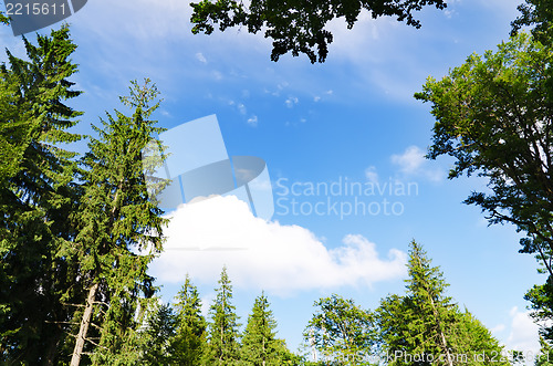 Image of pine forest under cloudy blue sky in mountain