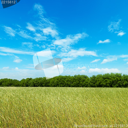 Image of field with green barley under cloudy sky