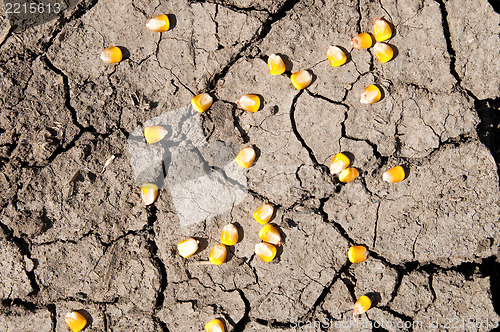 Image of dry cracked earth and maize over it