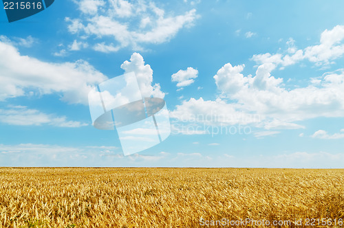 Image of field of wheat under cloudy sky
