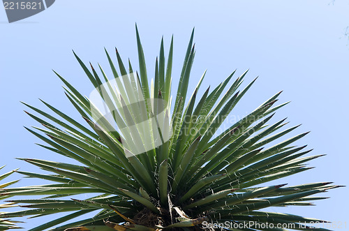 Image of top of subtropical tree