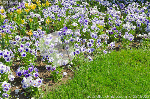 Image of flower with green grass