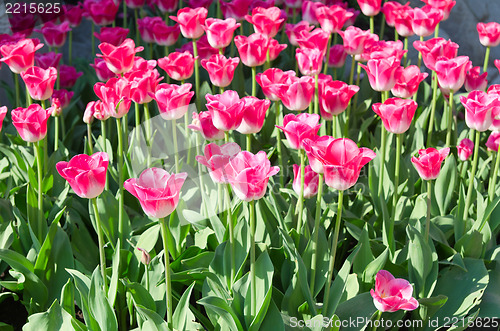 Image of red tulips in park